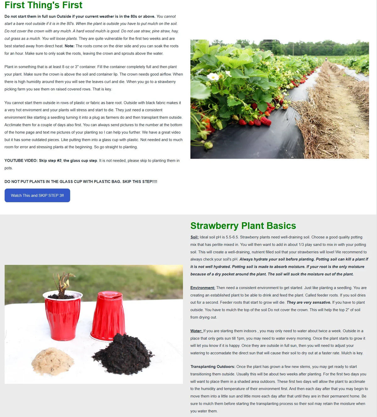 San Andreas Everbearing 100 Live Strawberry Plants,  ,